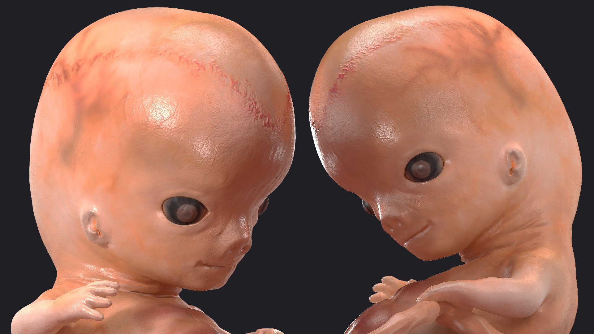 3D model Human Embryo 8 Weeks