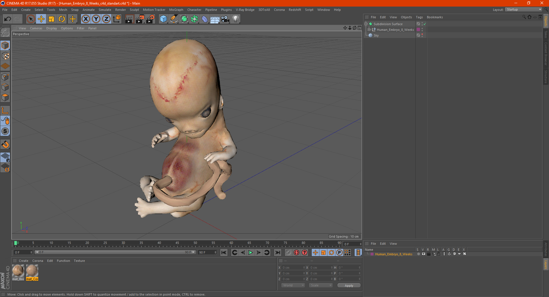 3D model Human Embryo 8 Weeks