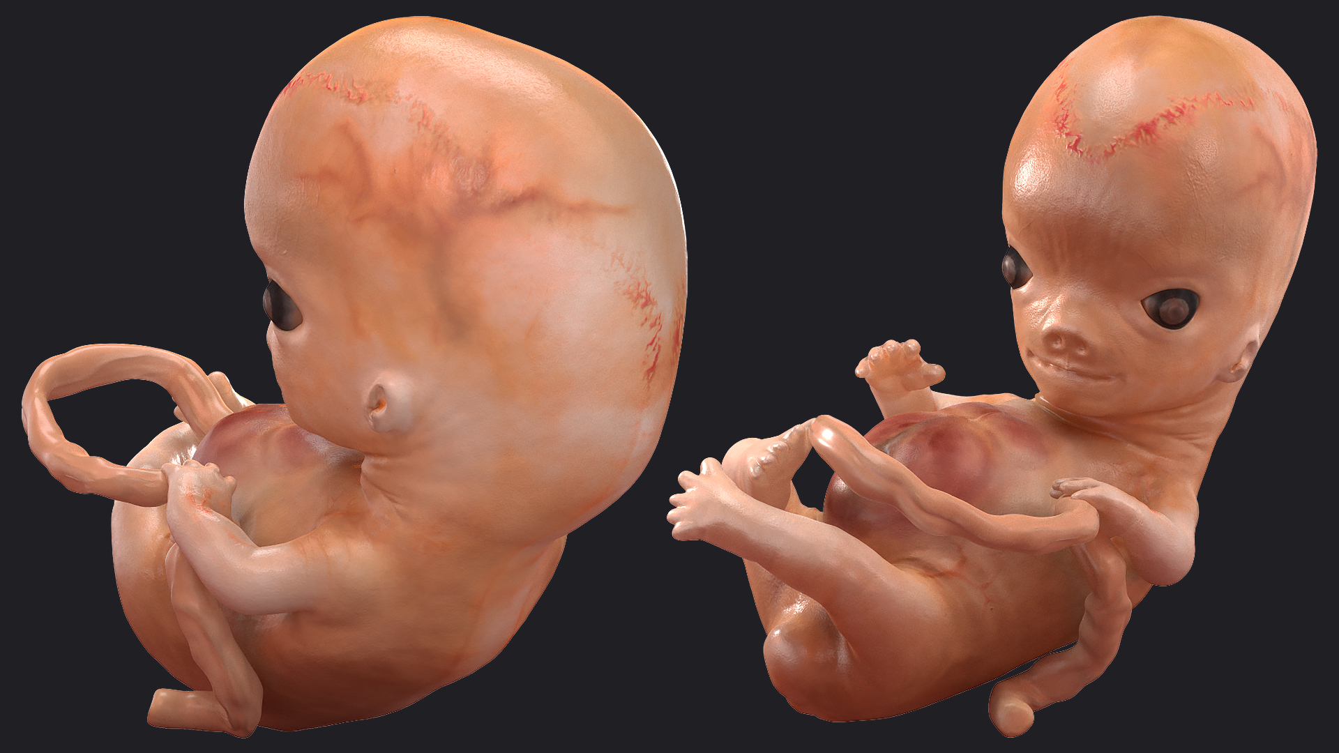 3D model Human Embryo 8 Weeks