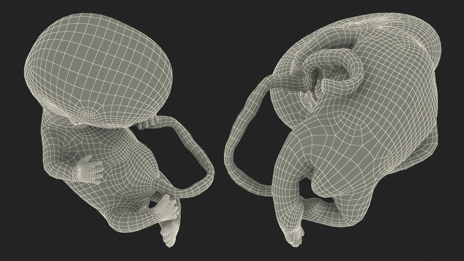 3D model Human Embryo 8 Weeks