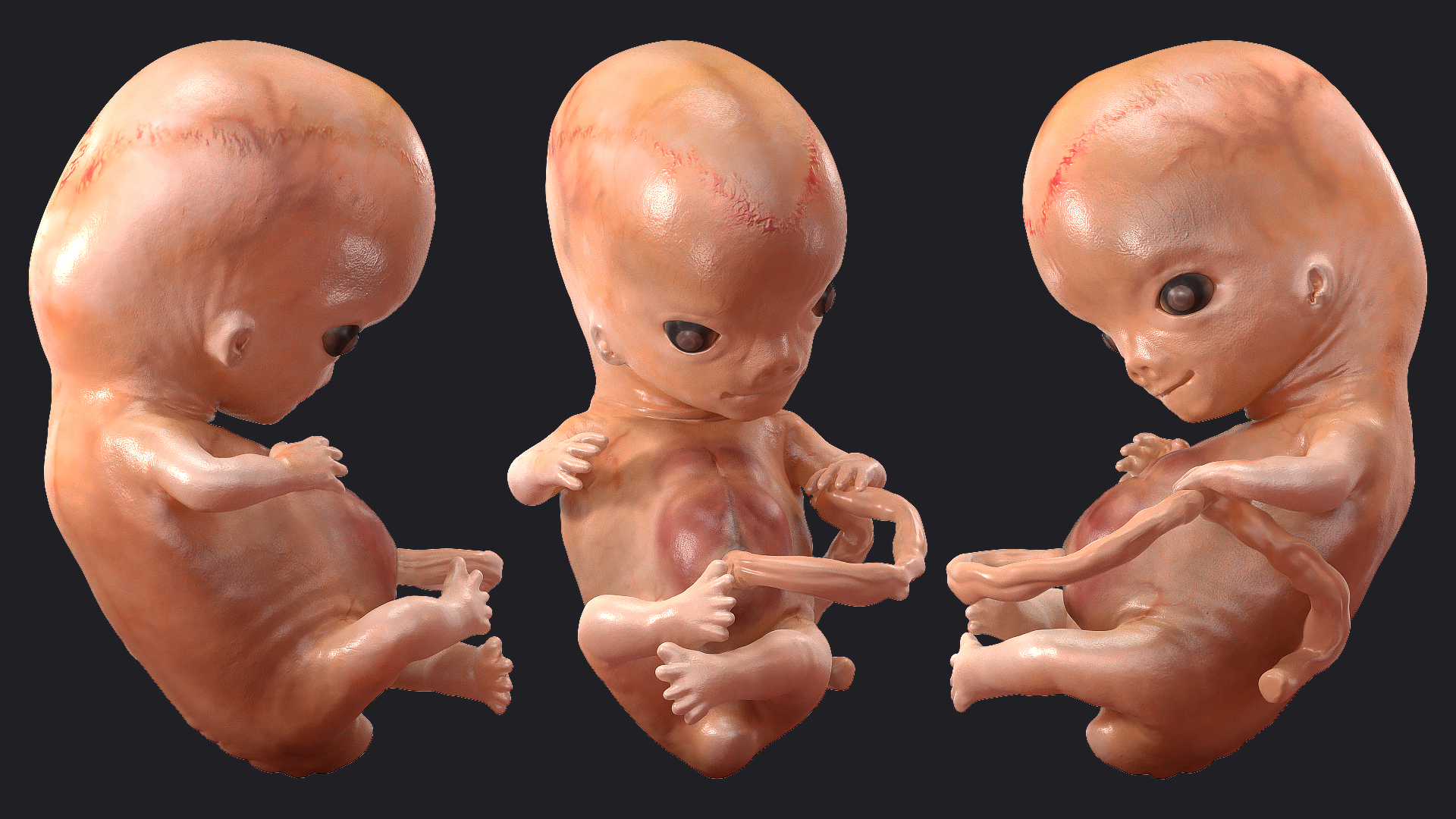 3D model Human Embryo 8 Weeks