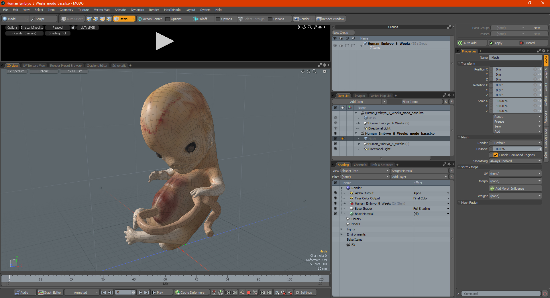 3D model Human Embryo 8 Weeks