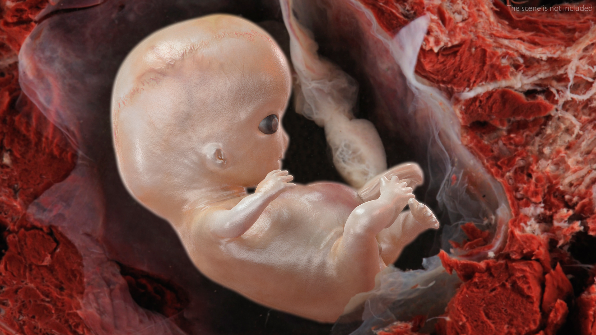 3D model Human Embryo 8 Weeks