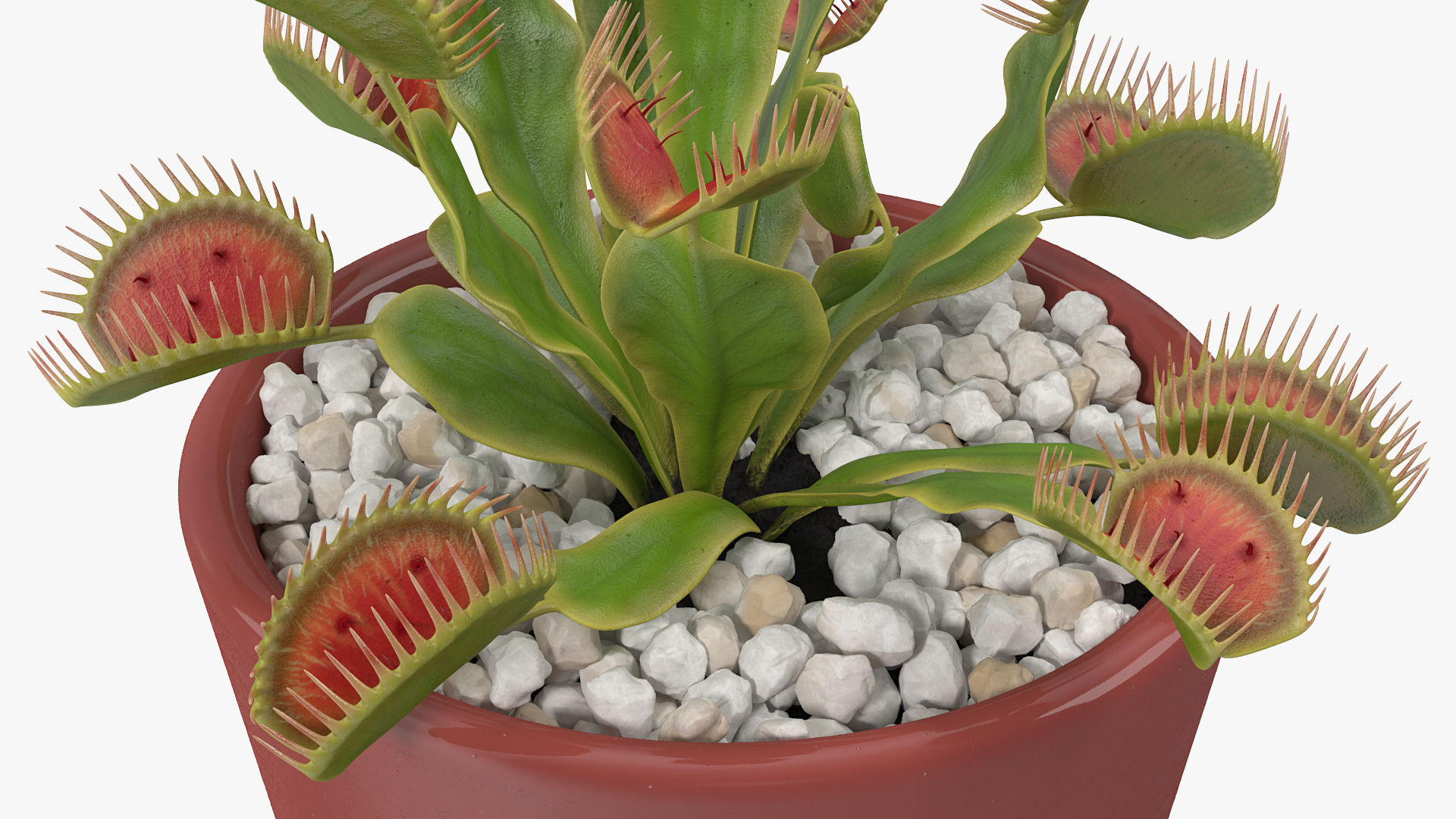 3D Venus Flytrap in Plant Pot