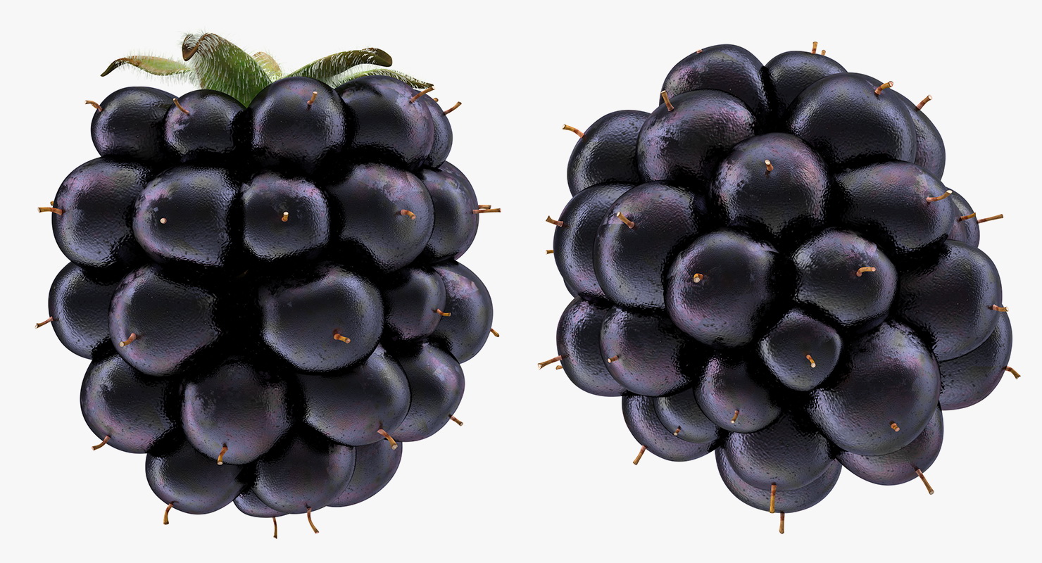 Blackberry with Fur 3D model