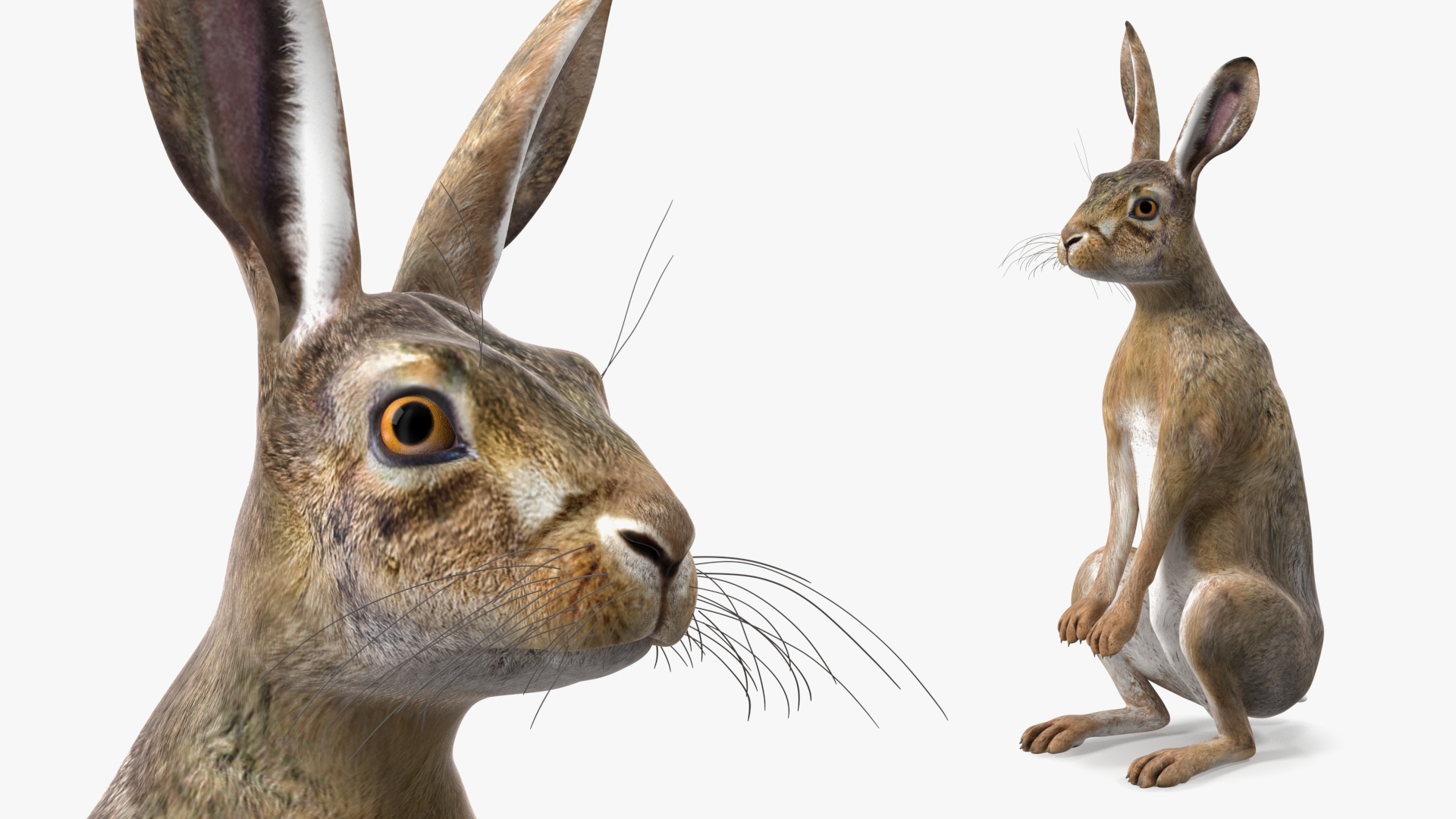 3D Hare Standing Pose model