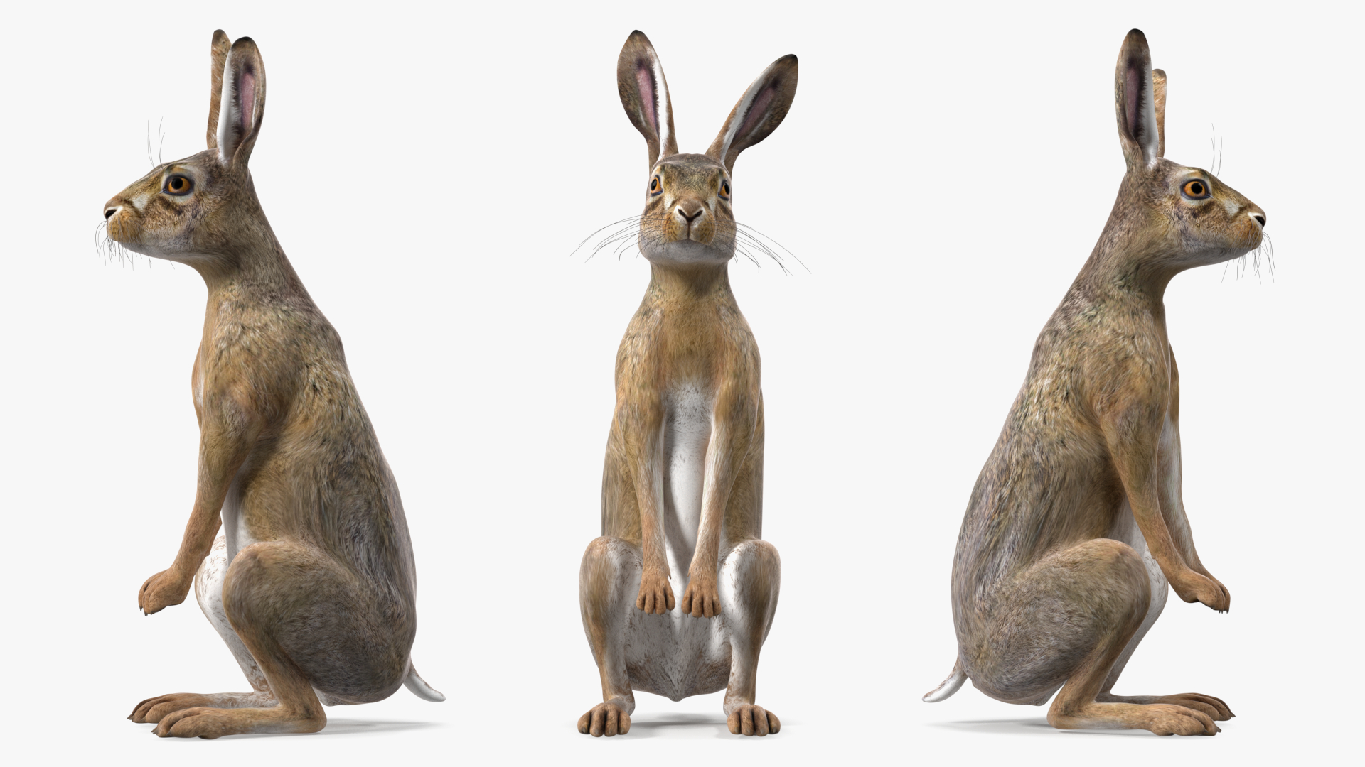 3D Hare Standing Pose model