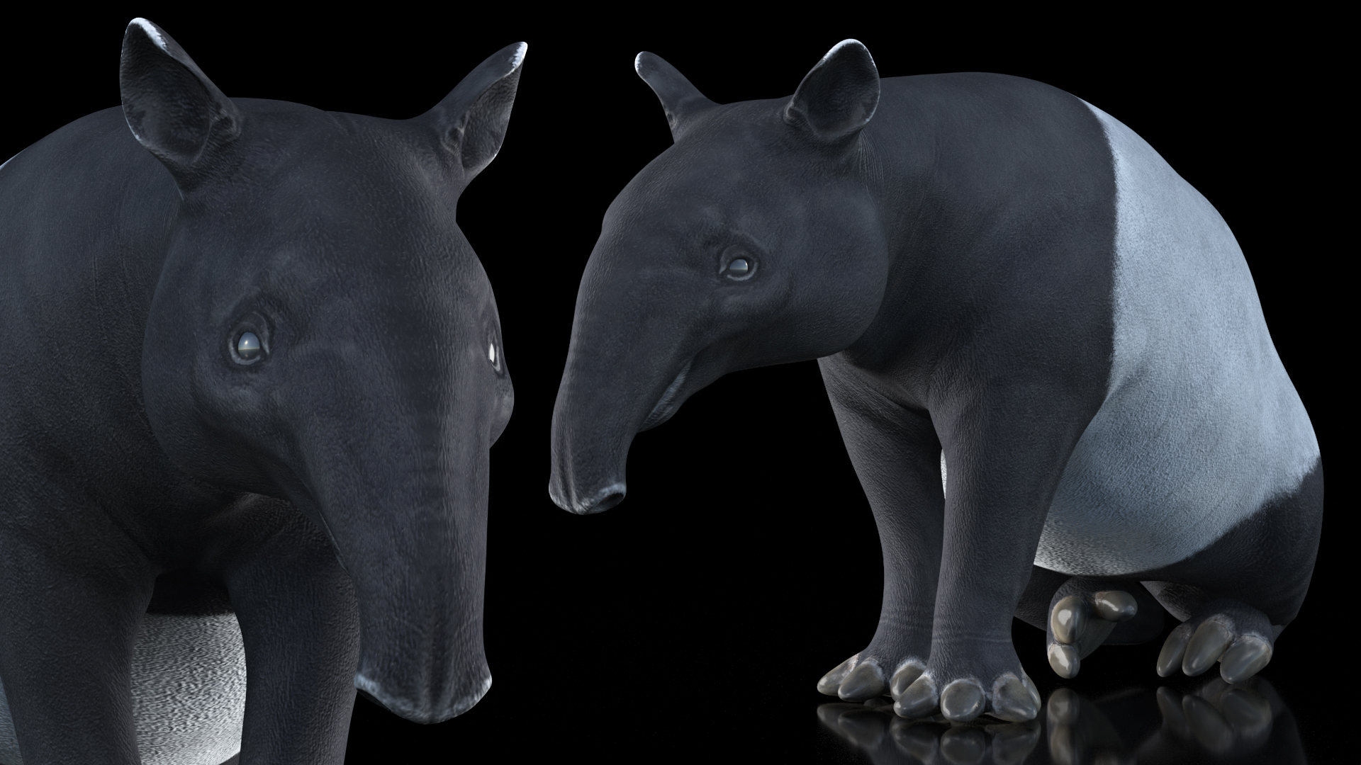 3D Tapir Sitting Pose model