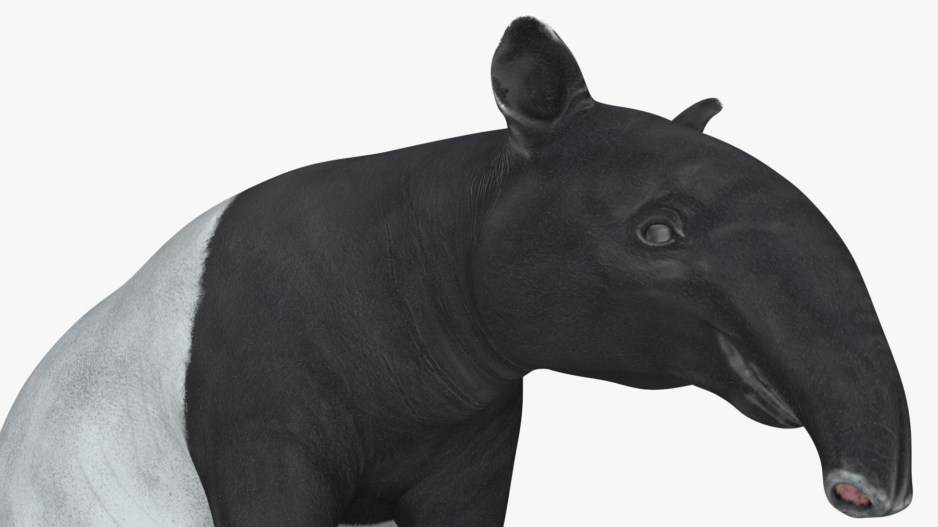 3D Tapir Sitting Pose model