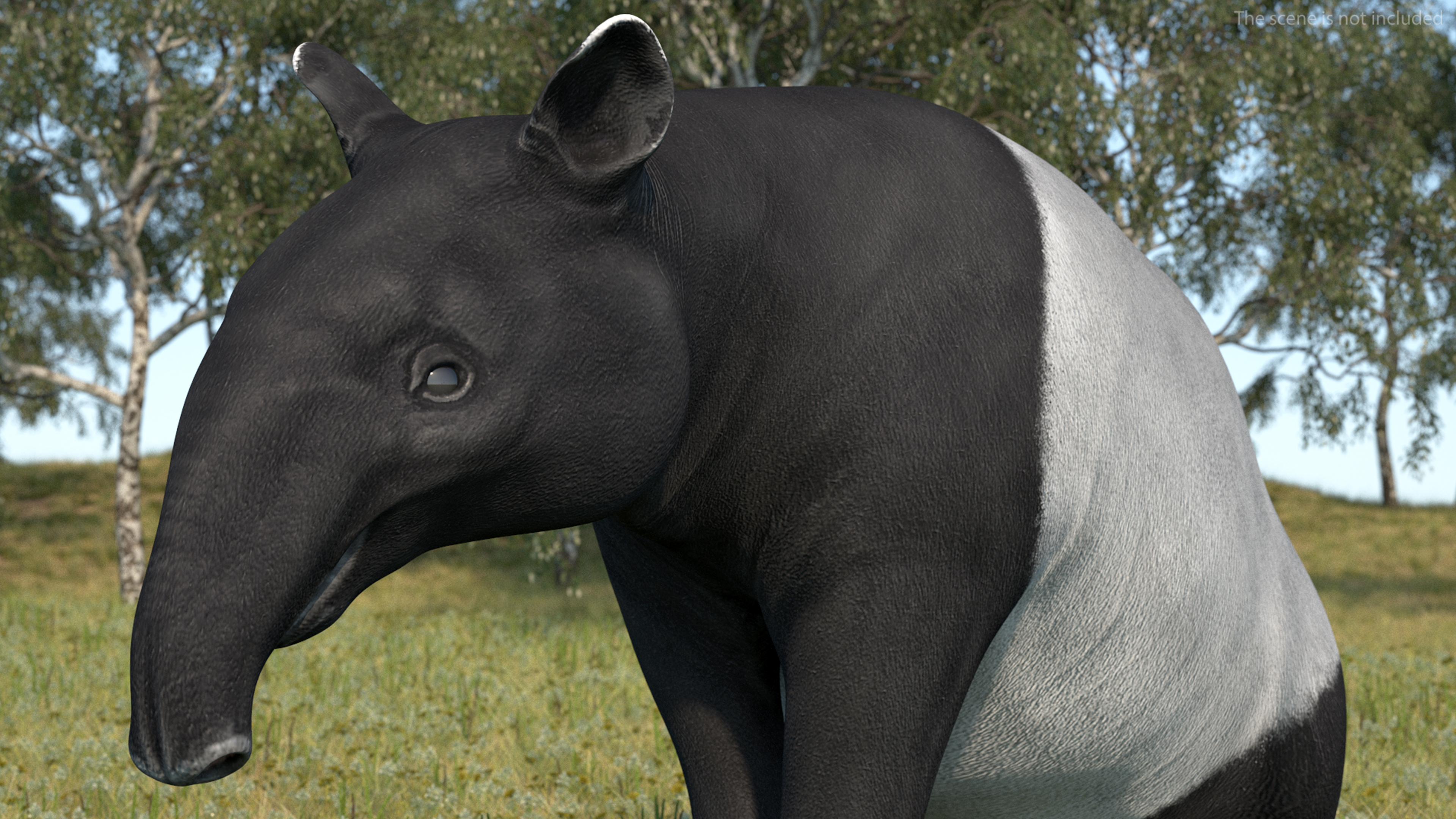 3D Tapir Sitting Pose model