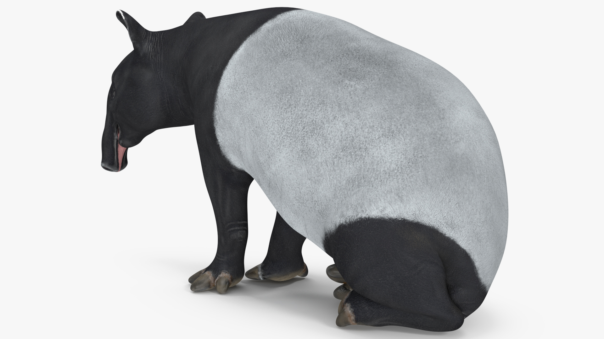 3D Tapir Sitting Pose model