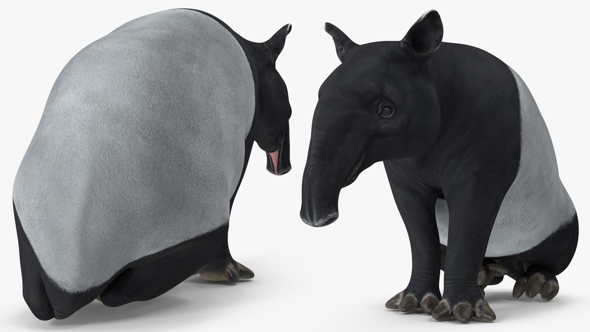 3D Tapir Sitting Pose model