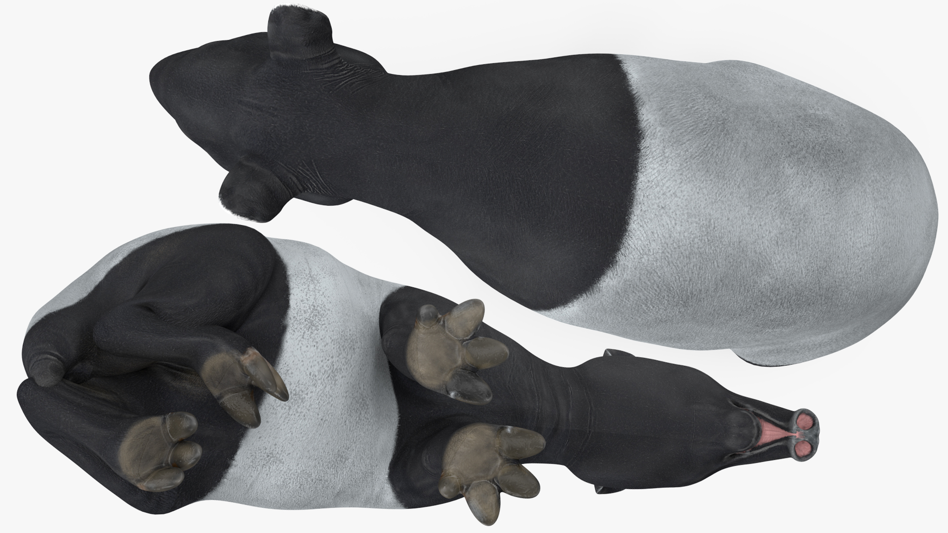 3D Tapir Sitting Pose model