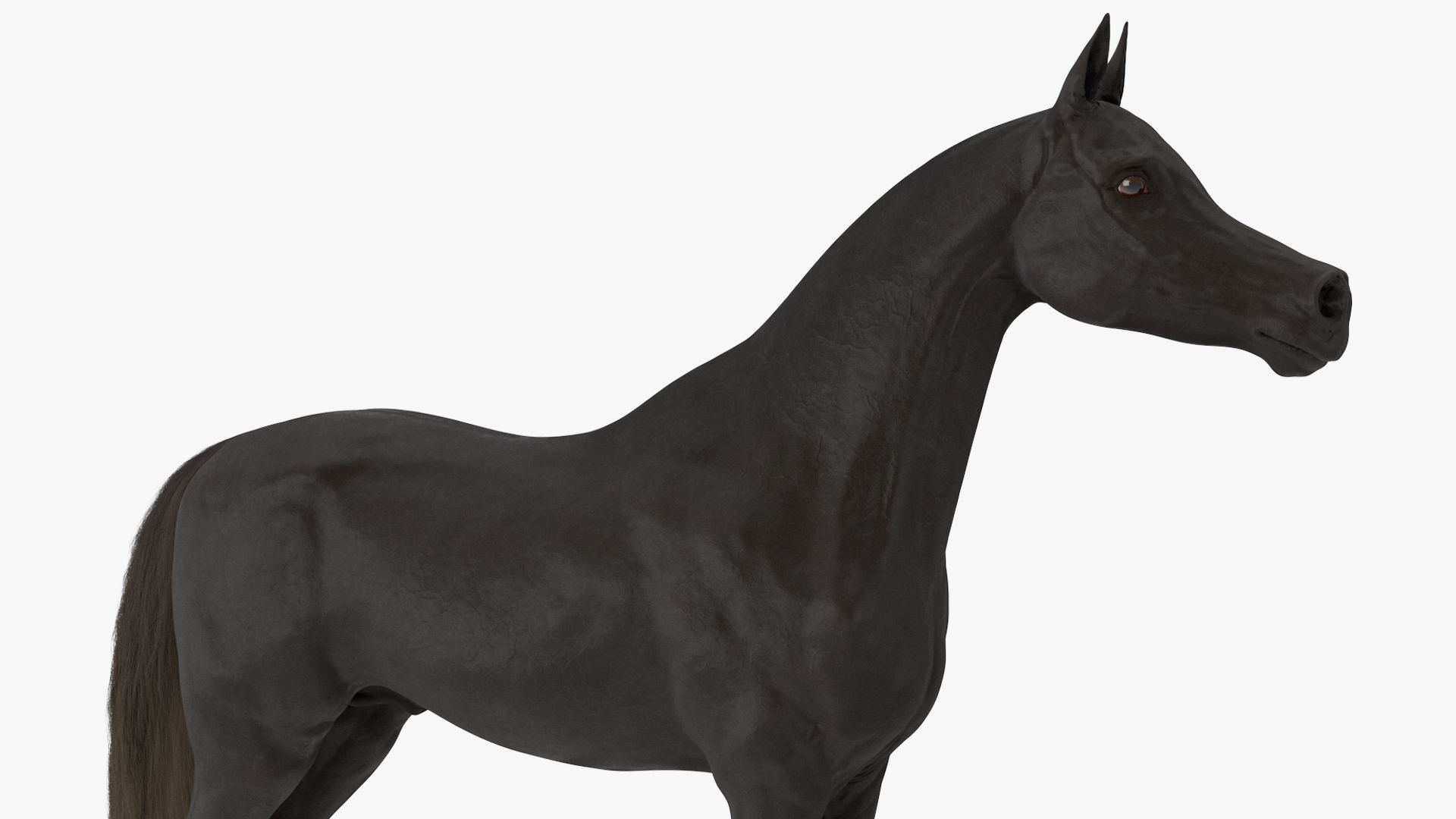 3D Black Horse in Used Medieval Armor Fur model