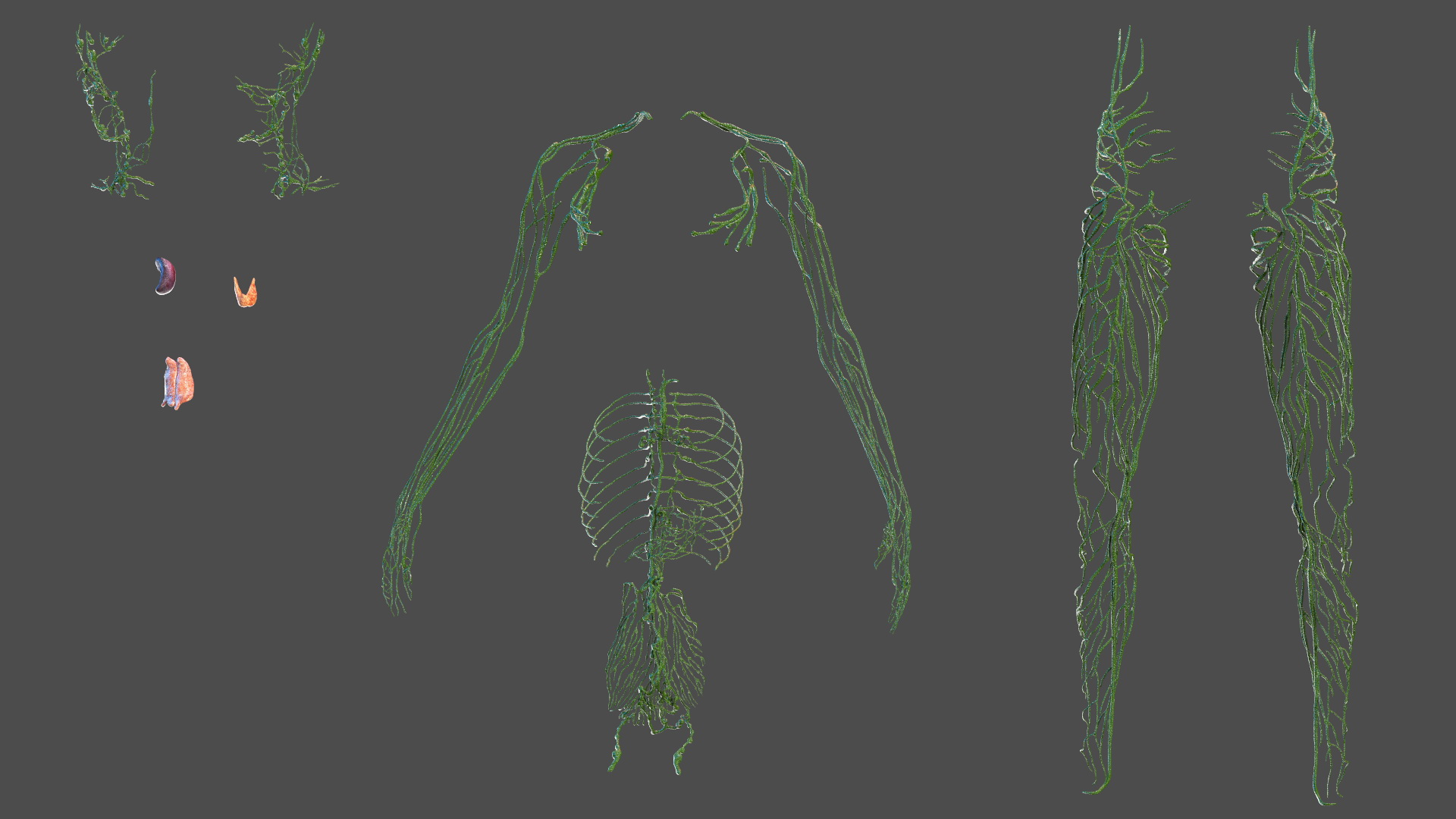 3D Young Boy Lymphatic System