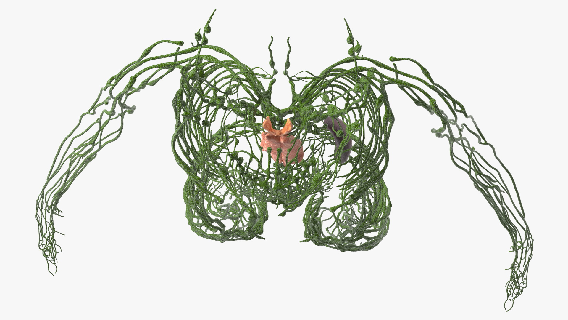 3D Young Boy Lymphatic System