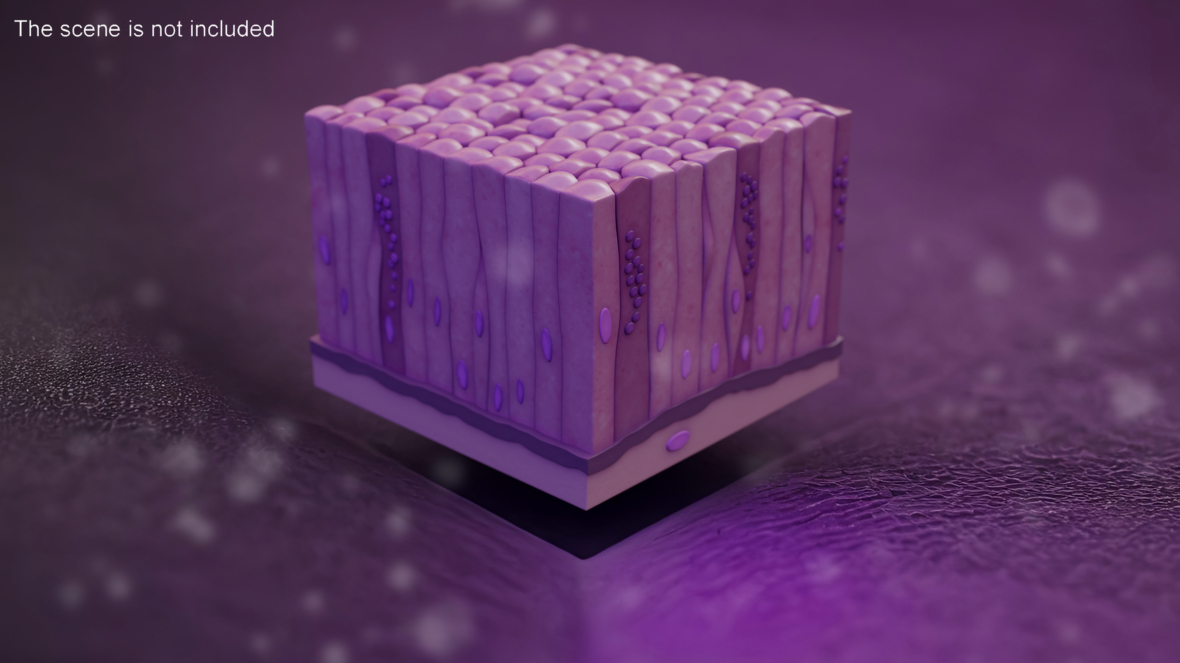 3D model Glandular Epithelium