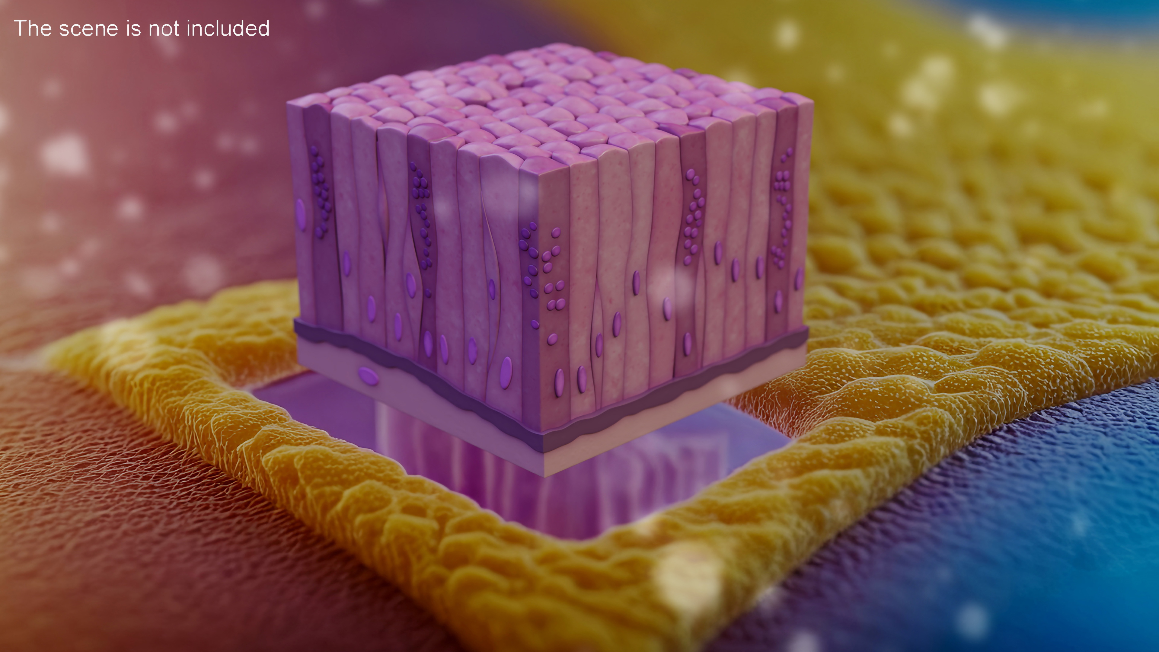 3D model Glandular Epithelium