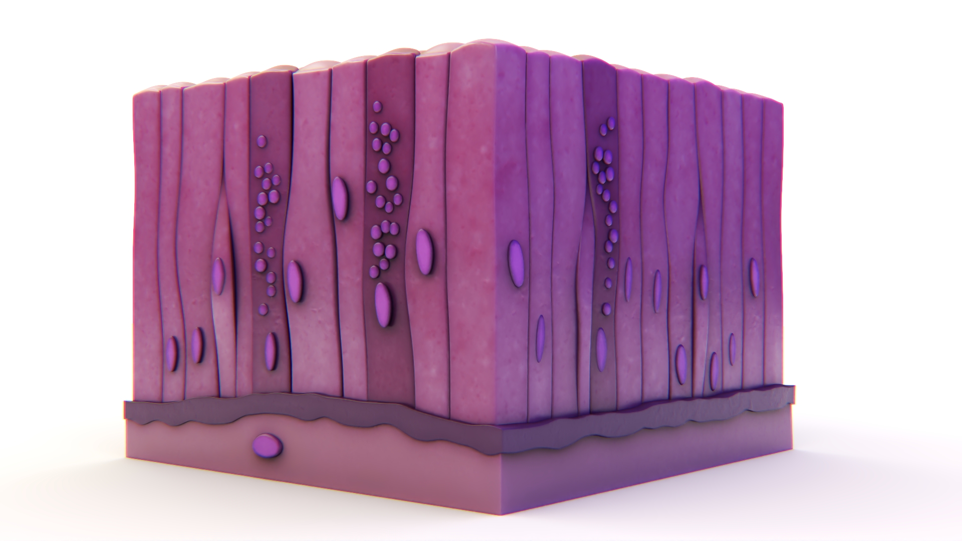 3D model Glandular Epithelium