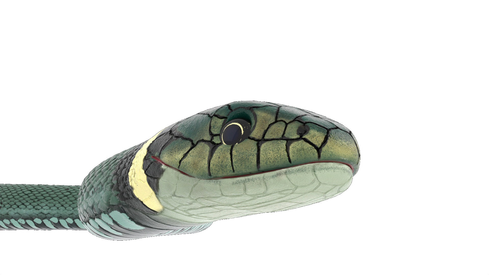 Grass Snake Green Rigged 3D model