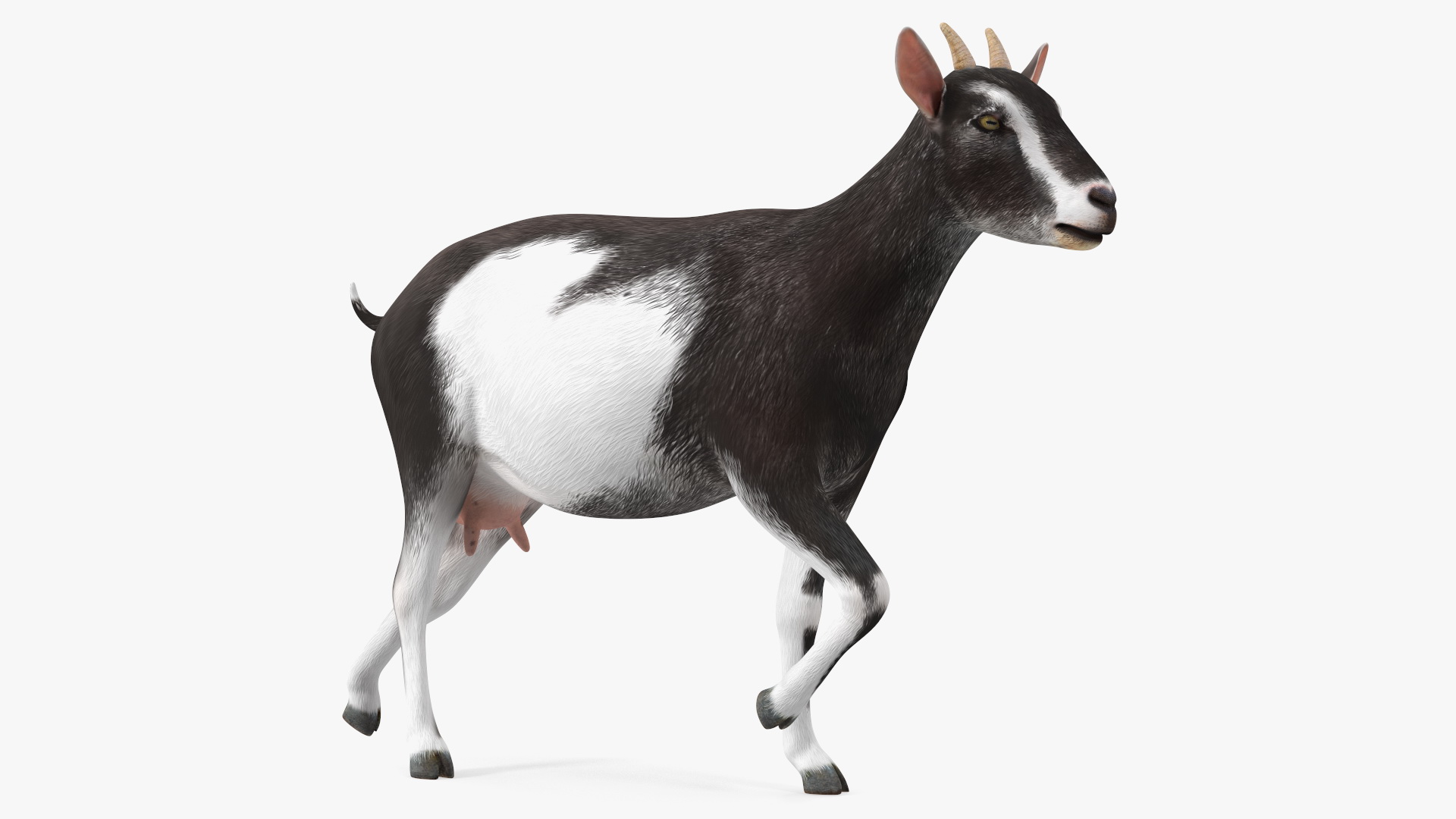 Walking Goat Black-White 3D model