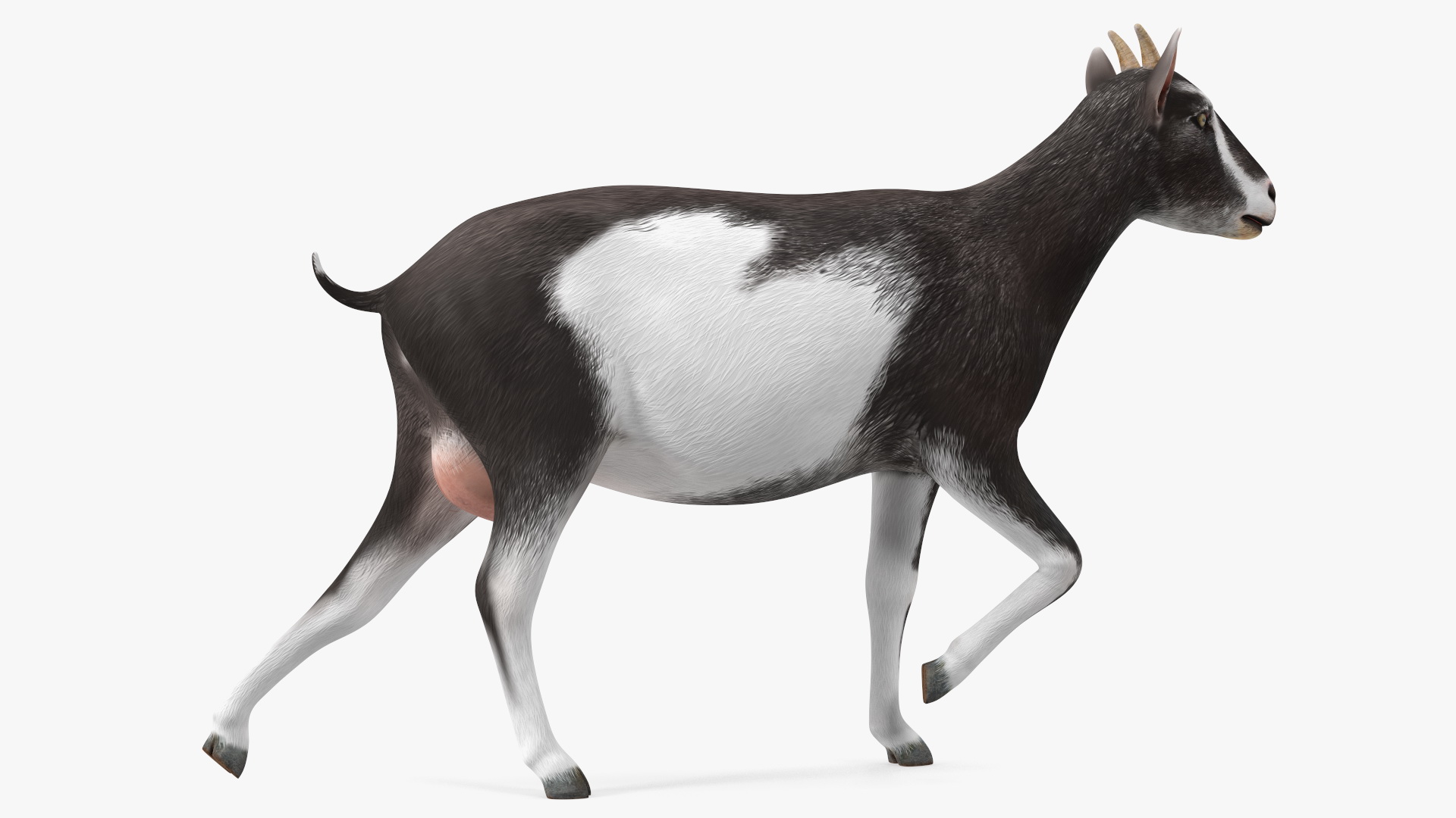 Walking Goat Black-White 3D model