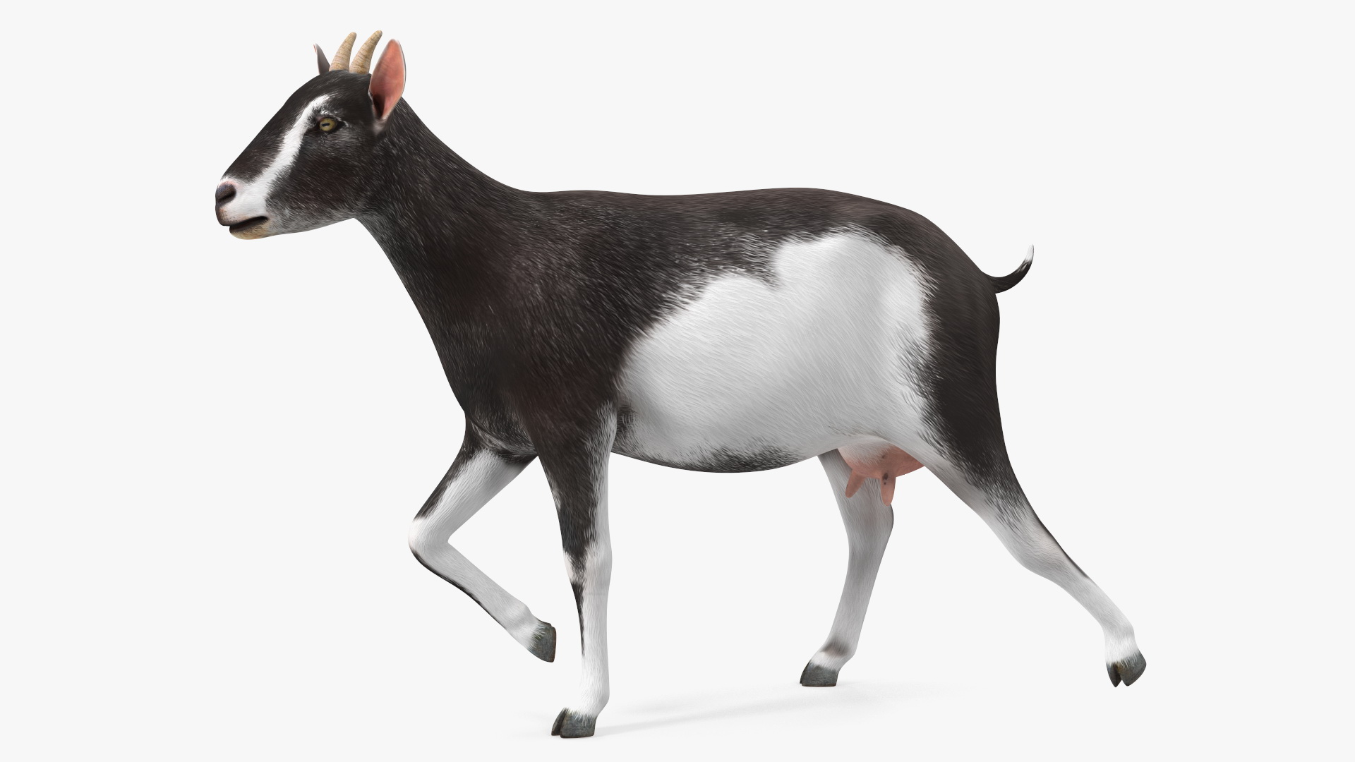 Walking Goat Black-White 3D model