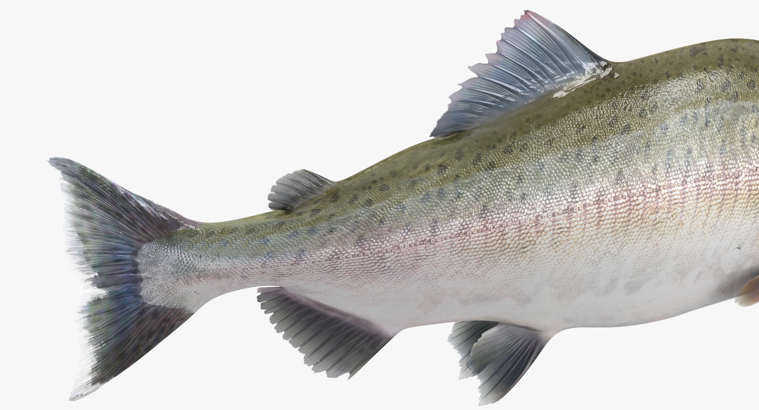 3D Pink Salmon Rigged model