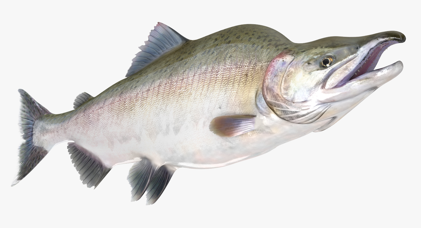 3D Pink Salmon Rigged model