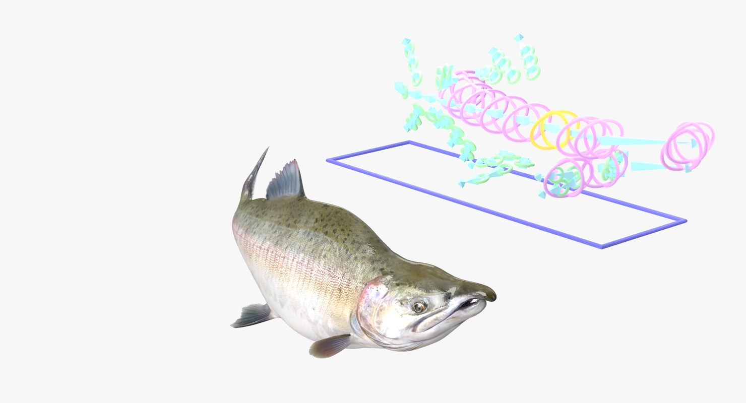 3D Pink Salmon Rigged model