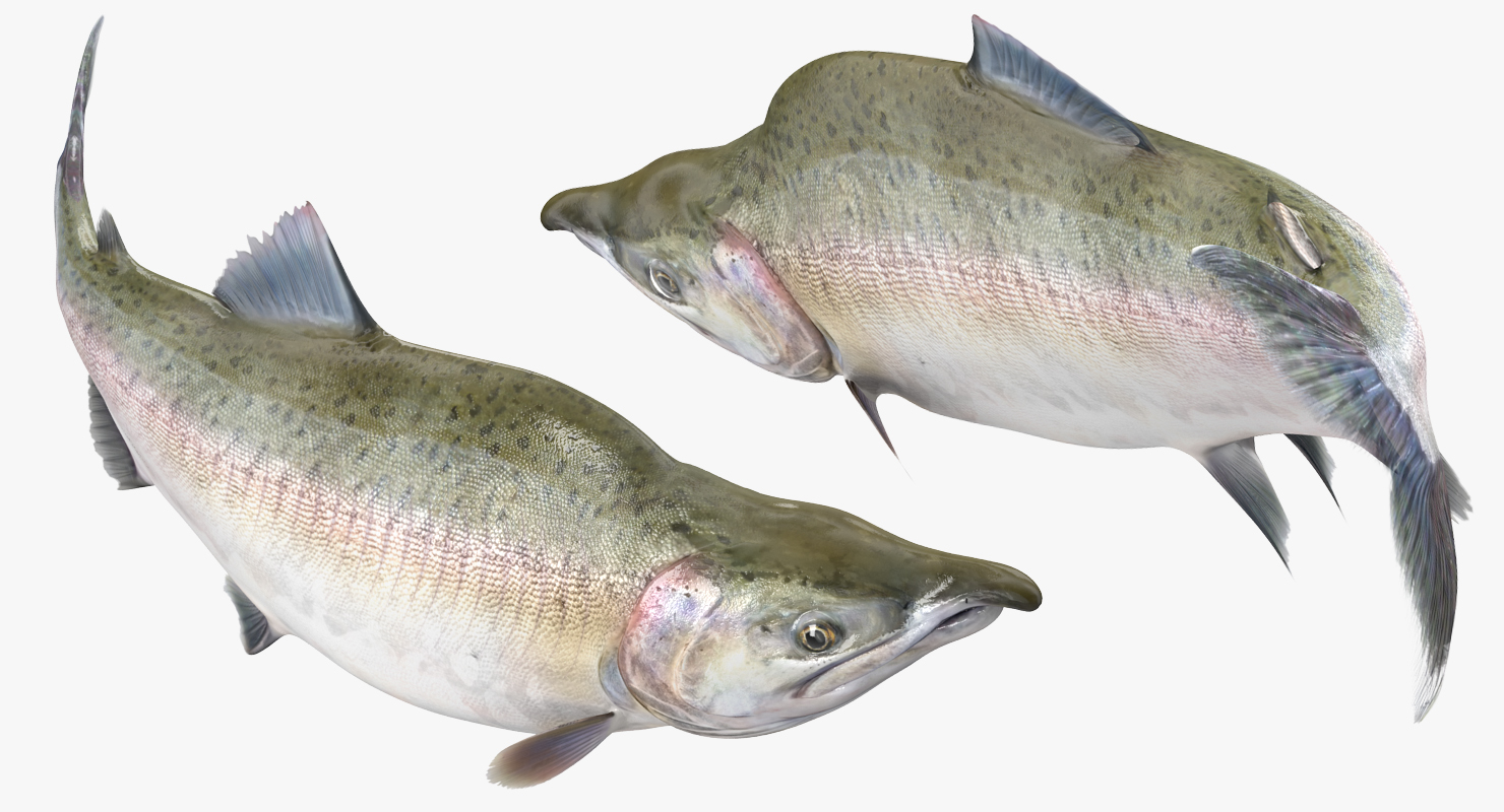 3D Pink Salmon Rigged model