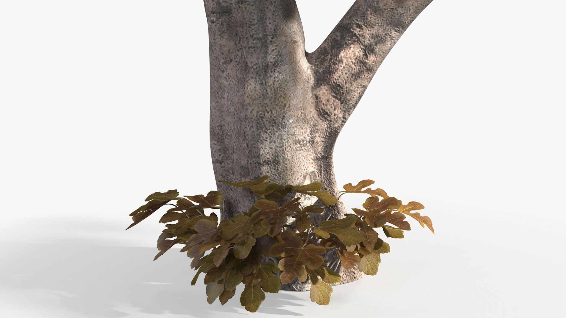 3D model Fig Tree Autumn