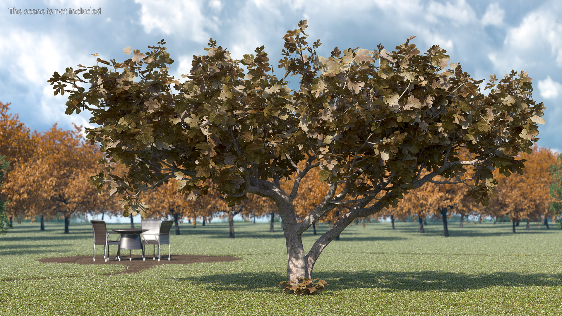 3D model Fig Tree Autumn