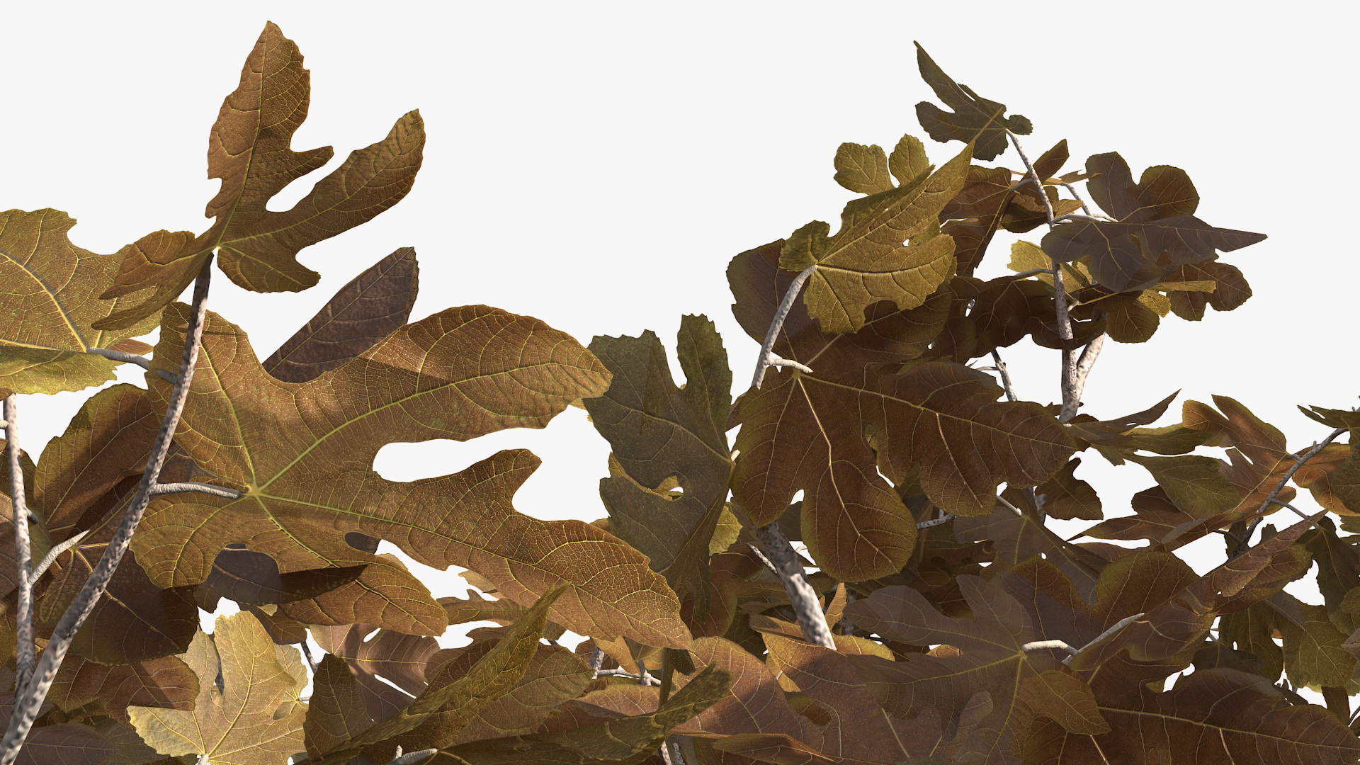 3D model Fig Tree Autumn