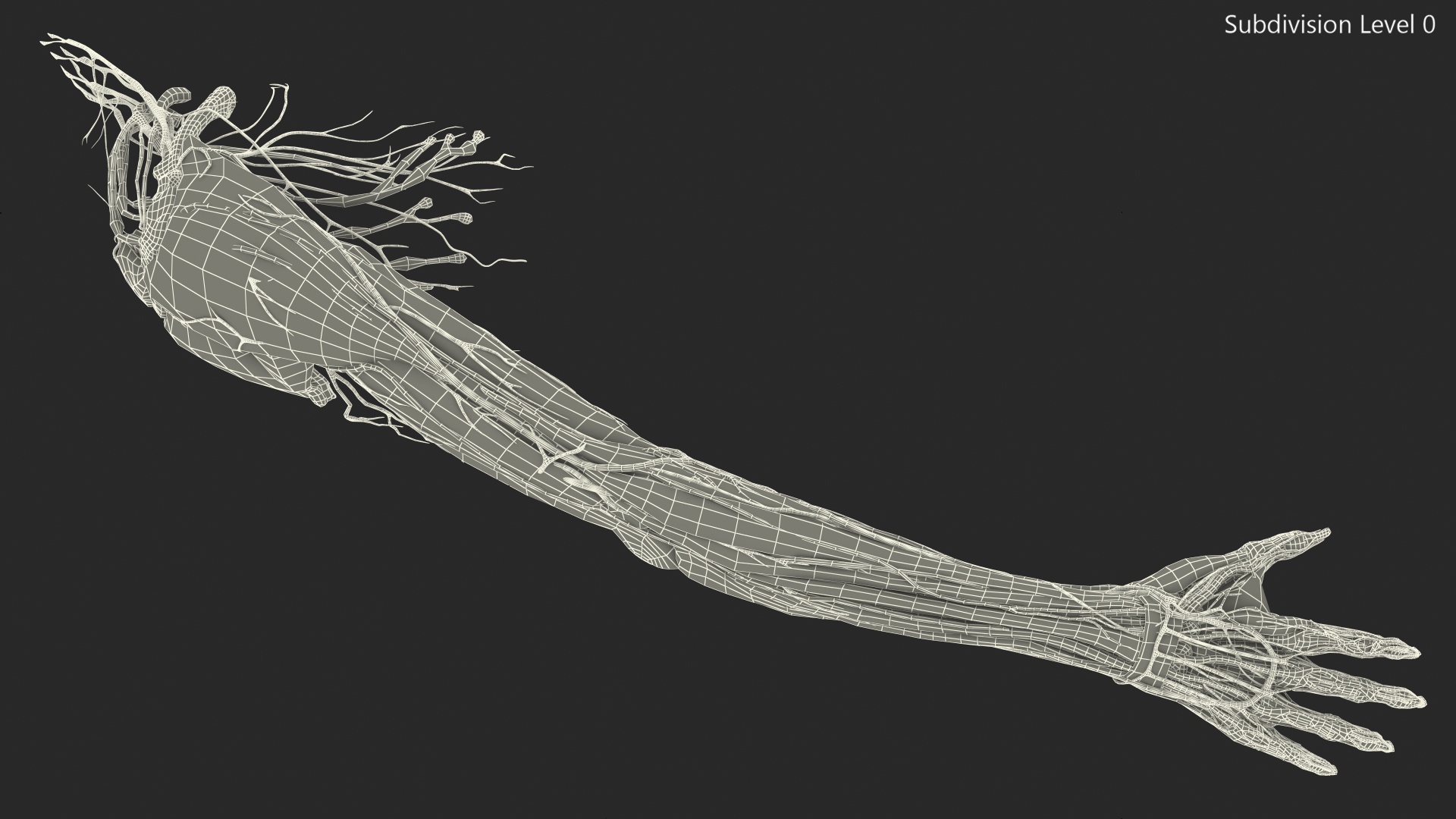 3D Girl Arm Anatomy