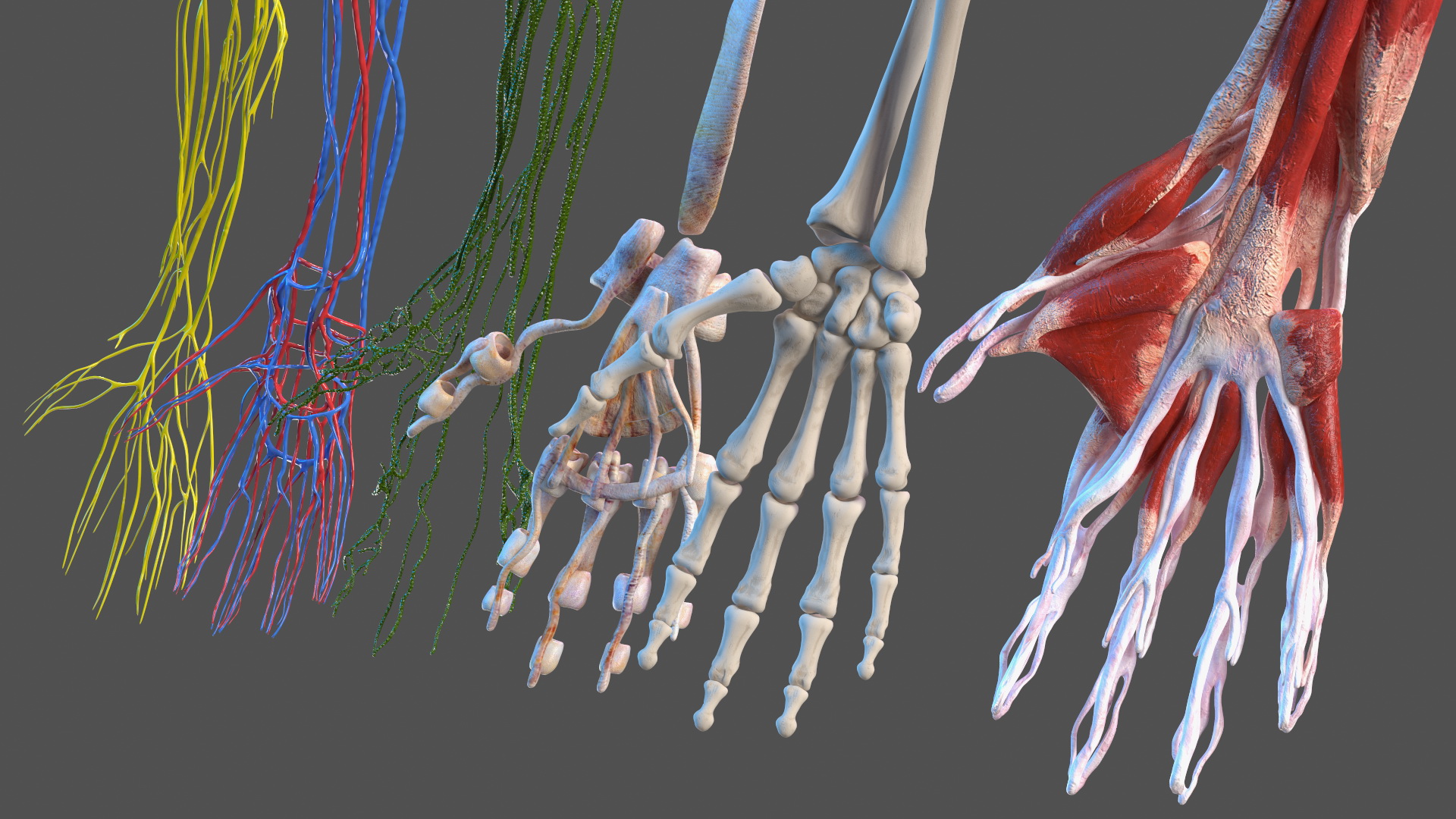 3D Girl Arm Anatomy