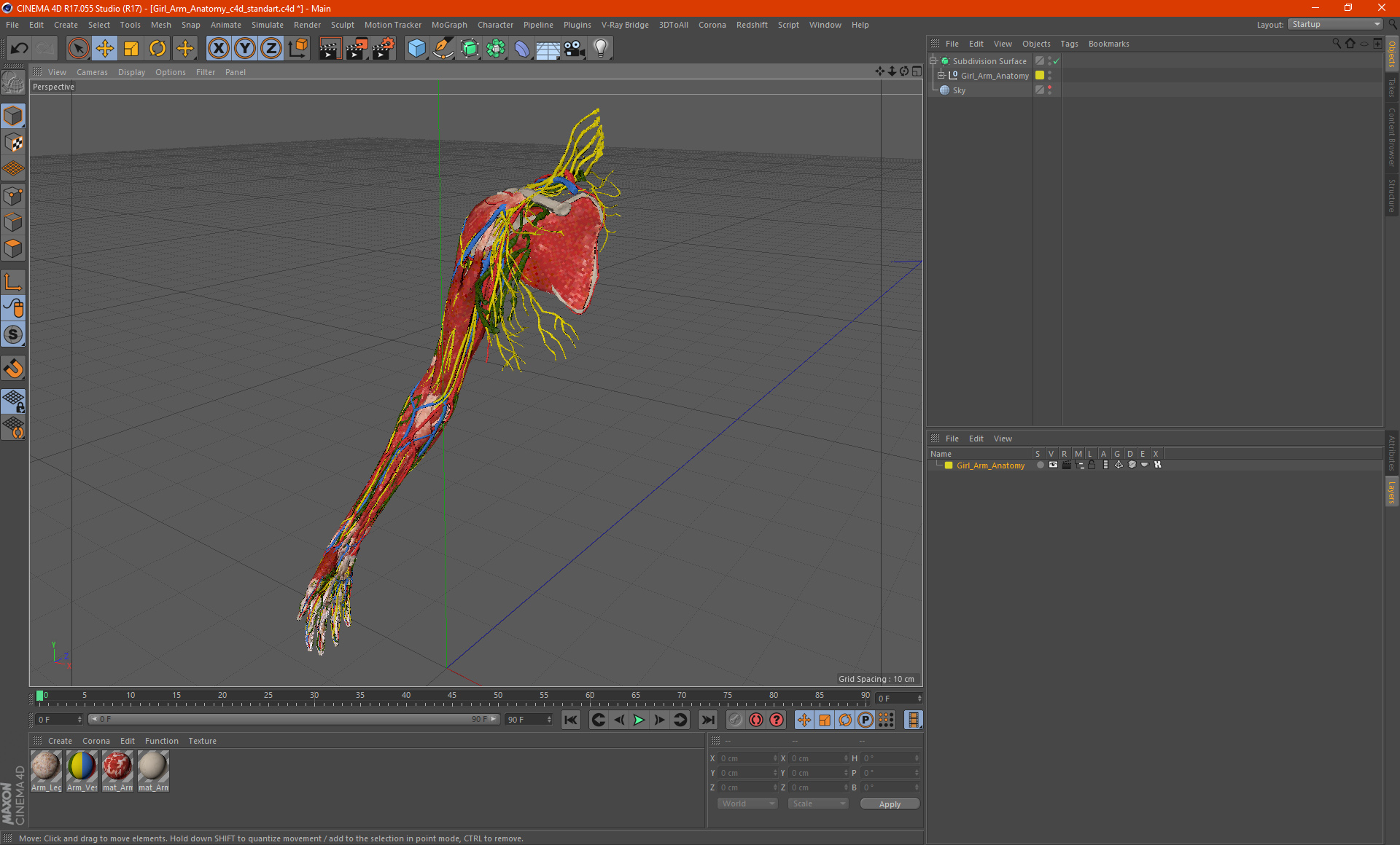 3D Girl Arm Anatomy