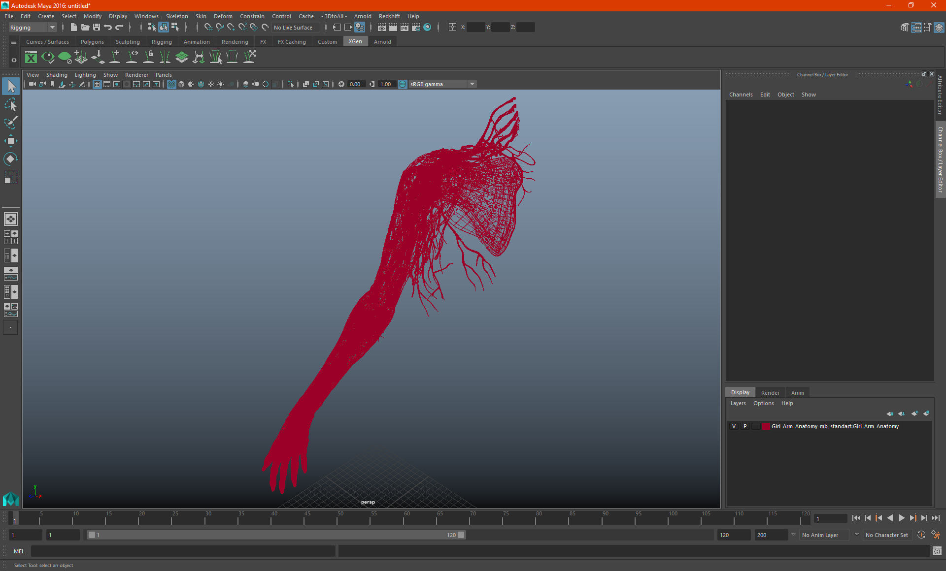 3D Girl Arm Anatomy