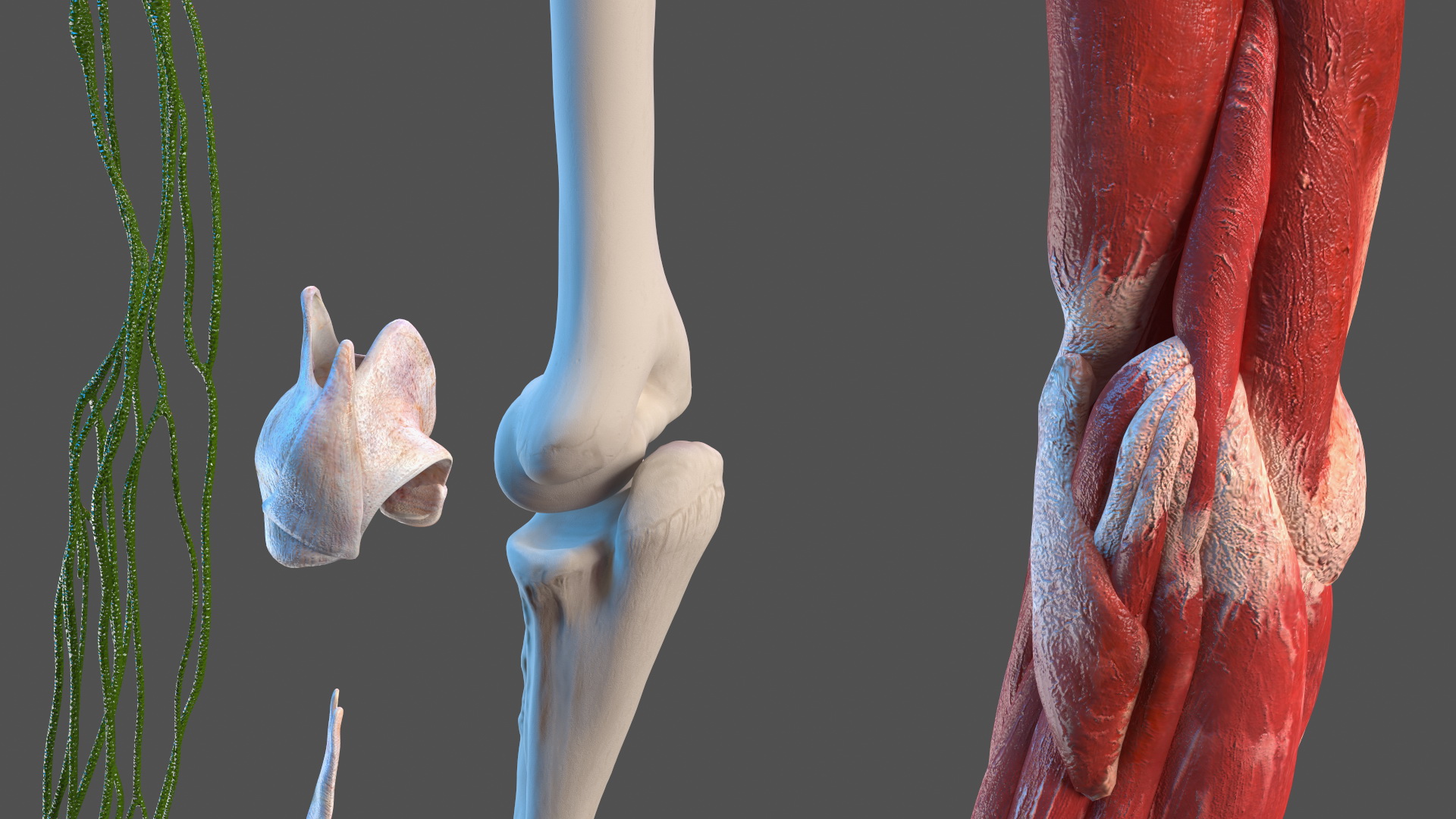 3D Girl Arm Anatomy