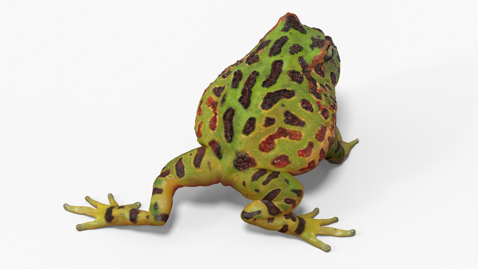 3D model American Horned Frog