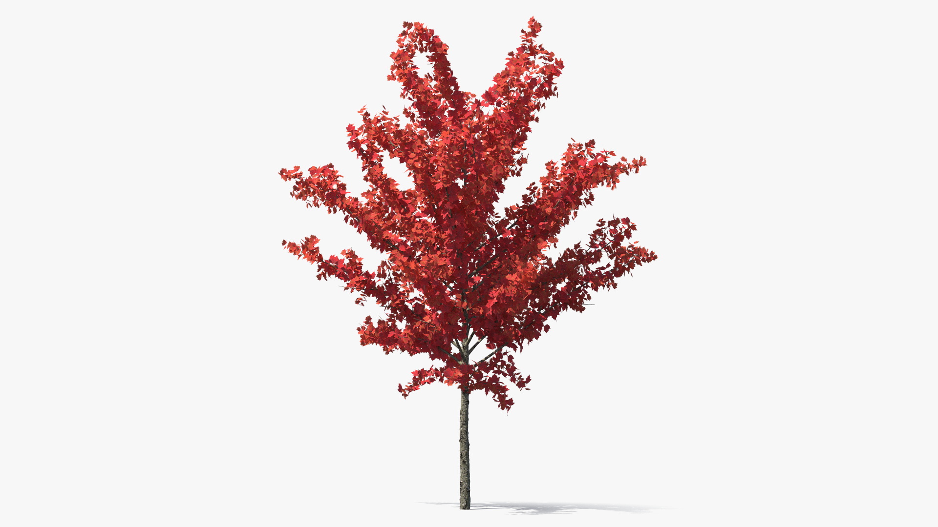 3D Autumn Young Maple Tree model