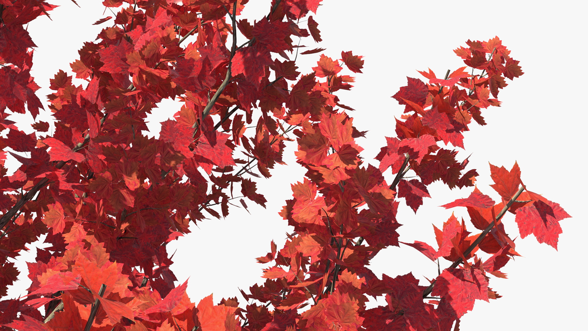 3D Autumn Young Maple Tree model