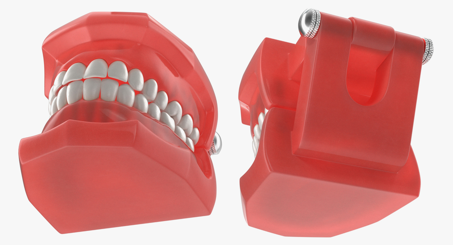 Typodont with Transparent Removable Retainer 3D model