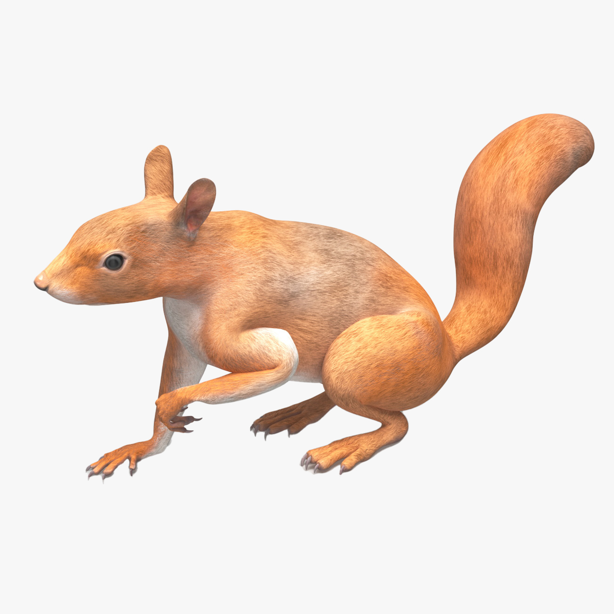 3D Red Squirrel Rigged for Maya model