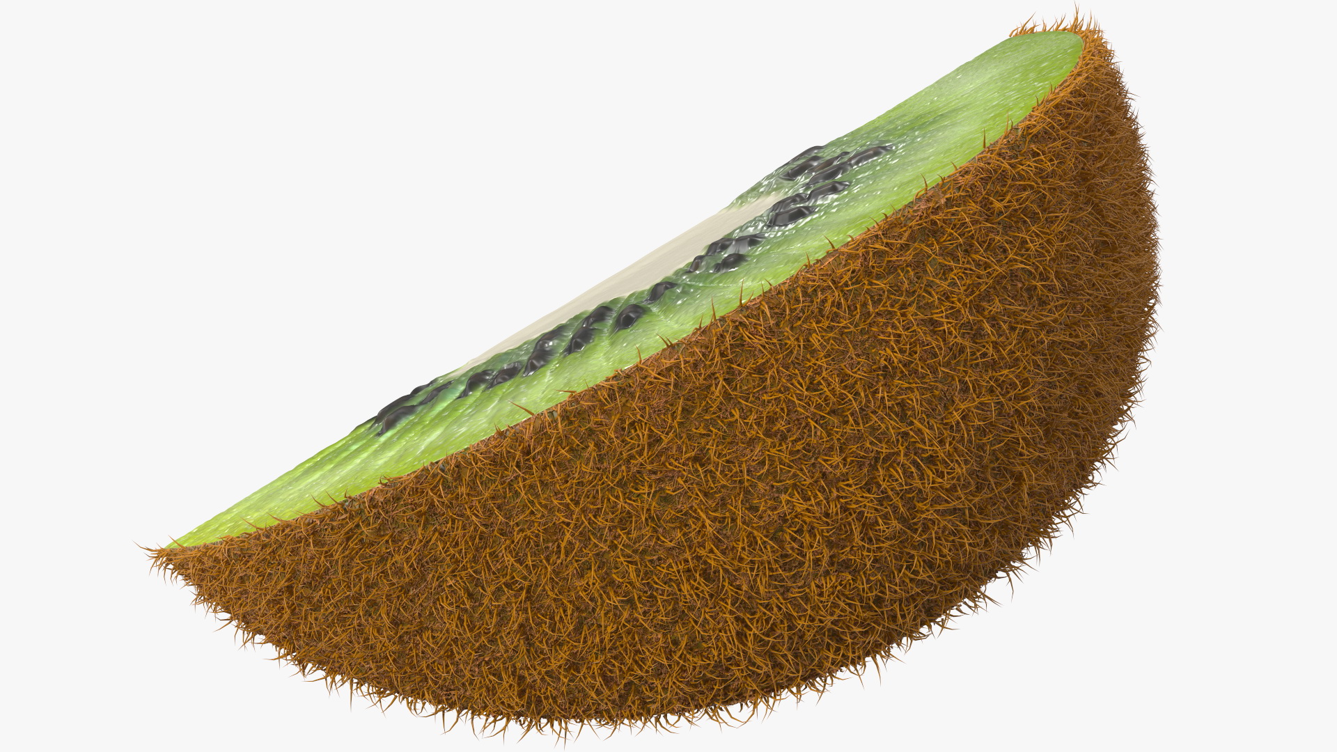 3D model Half Kiwi Slices Fur