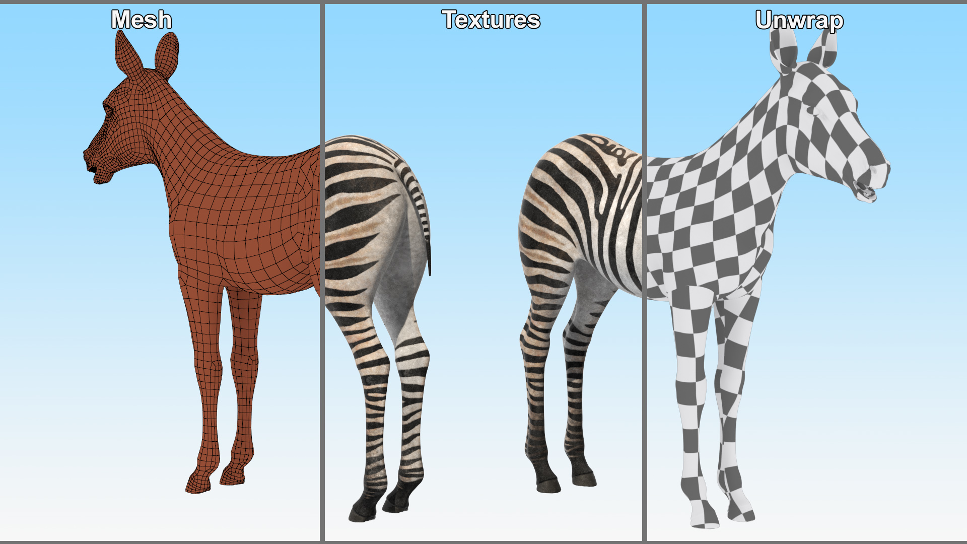 3D model Zebra Foal