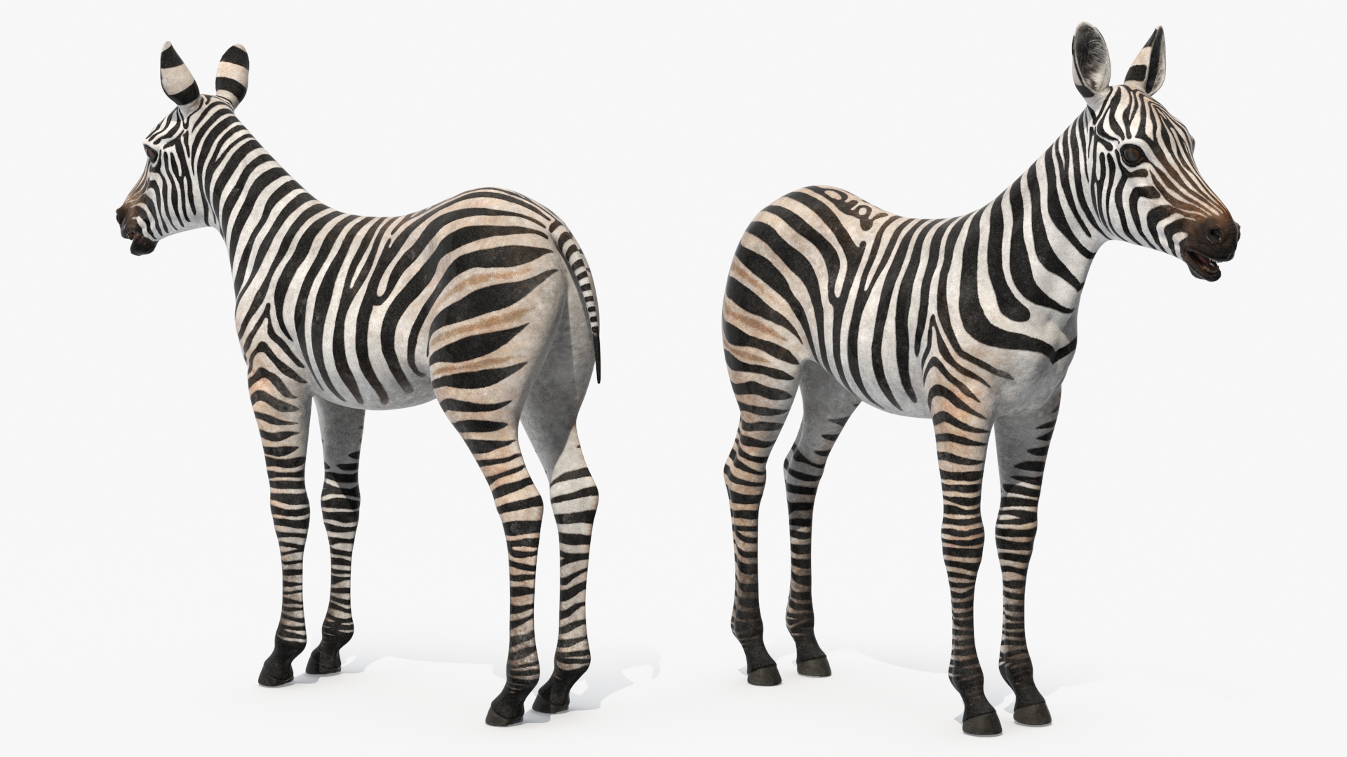 3D model Zebra Foal