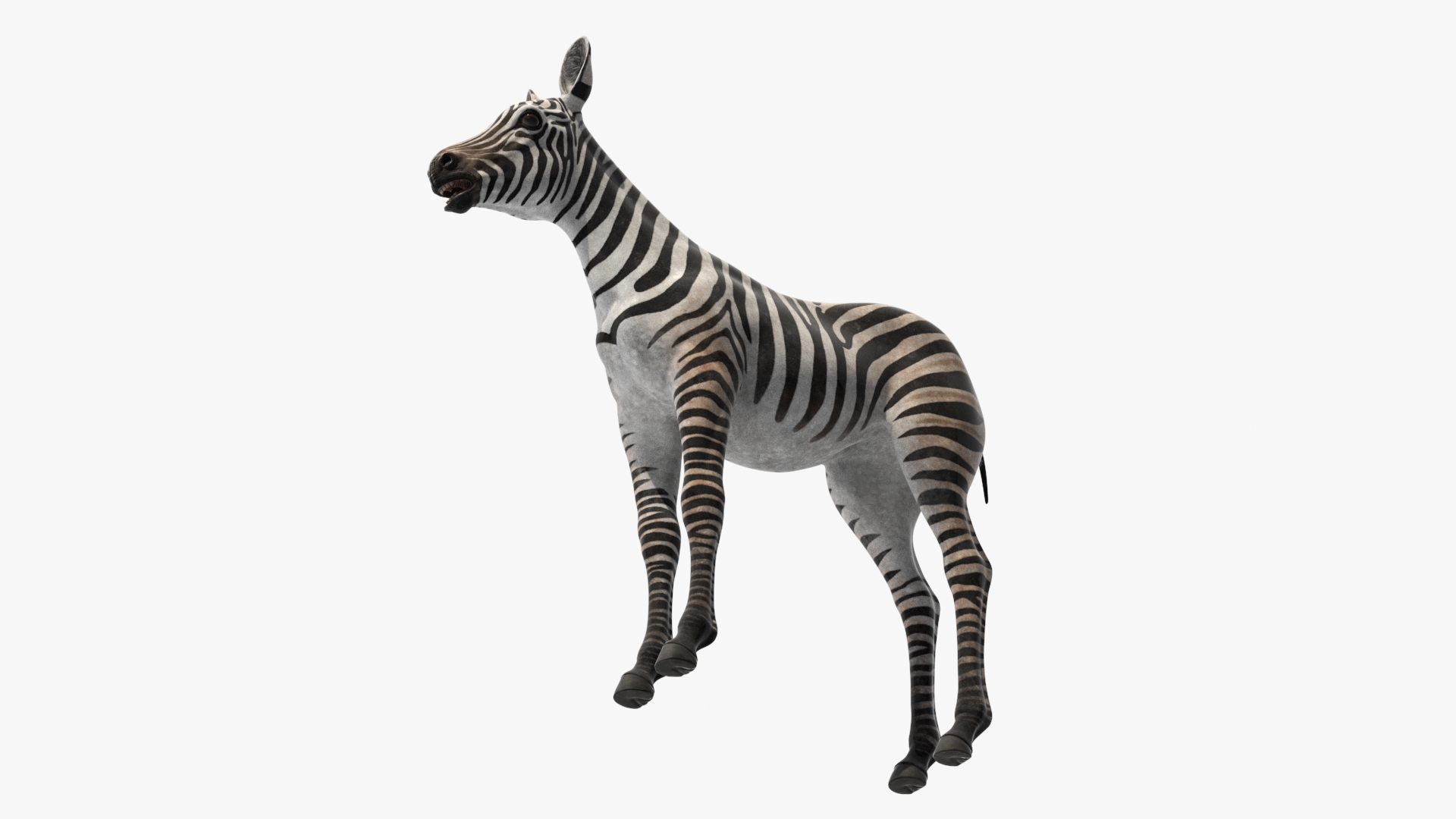 3D model Zebra Foal