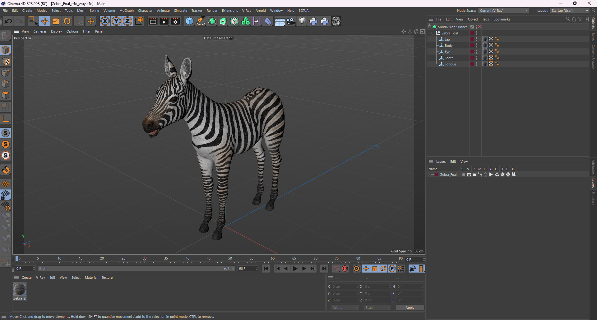 3D model Zebra Foal