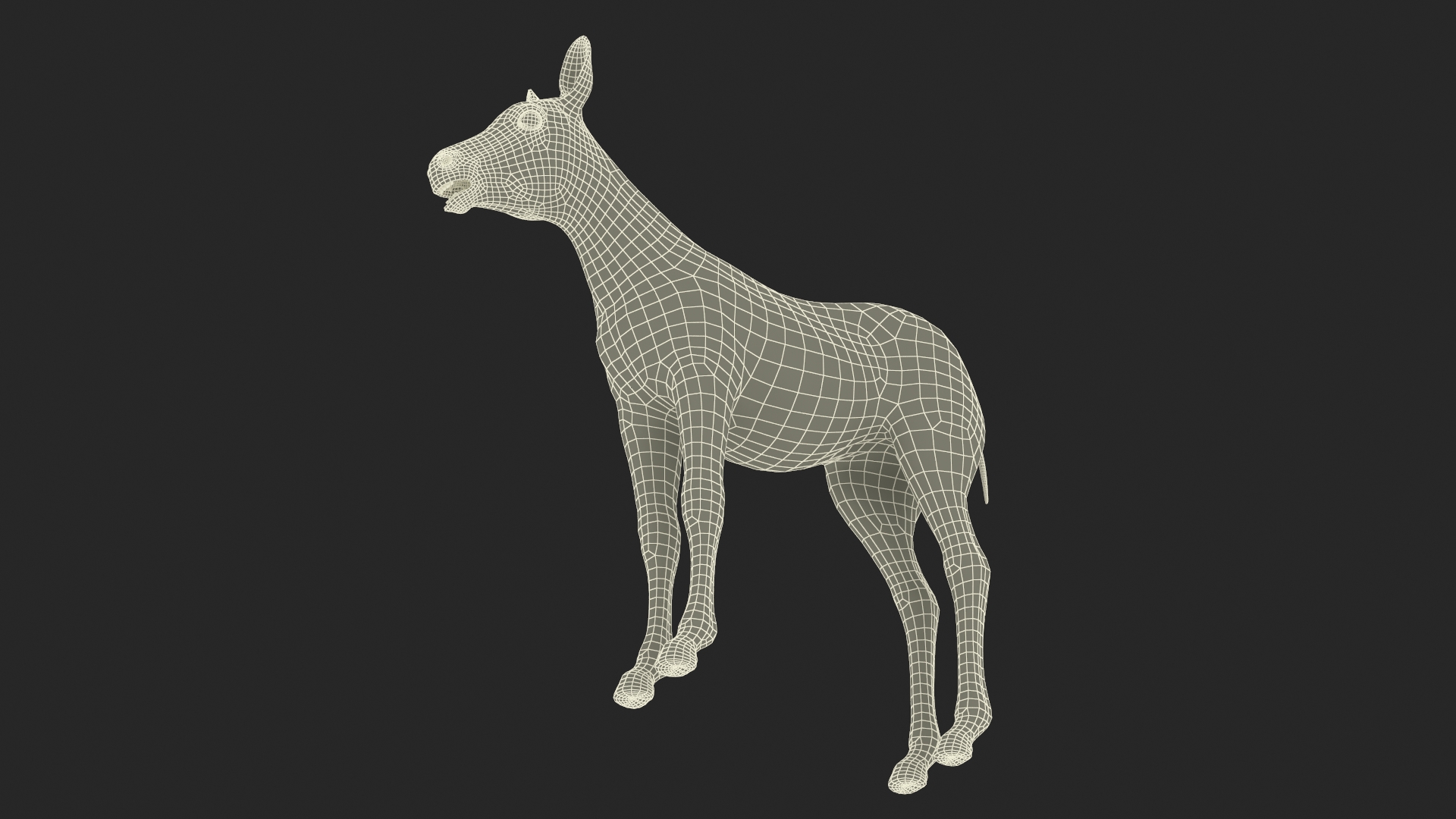 3D model Zebra Foal